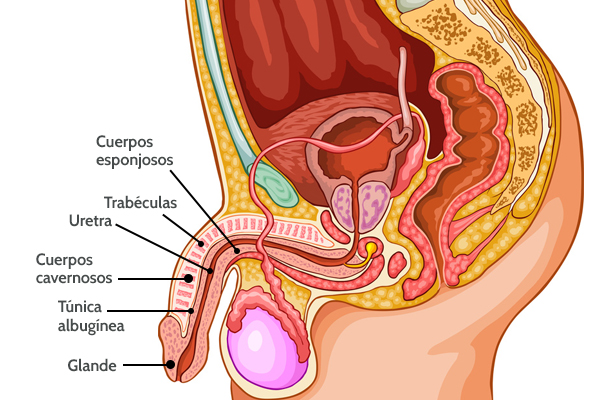 anatomia del pene Boston Medical Group España anatomia del pene Boston Medical Group España