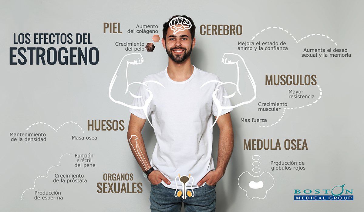 los efectos del estrogeno